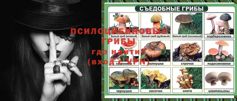 Галлюциногенные грибы Psilocybe  Биробиджан 